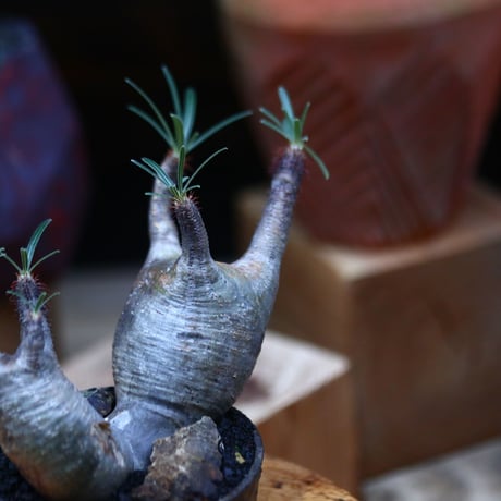 パキポディウム  グラキリス 2頭／Pachypodium  gracilius     no.101041