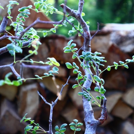 コミフォラ モンストローサ／Commiphora monstrosa   no.50913