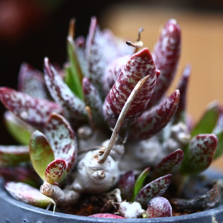 アドロミスクス トリギナス／Adromischus trigynus  no.40308