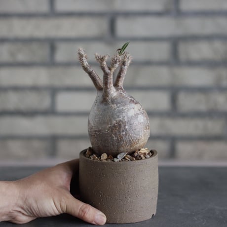Pachypodium gracilius × N/OH (3号)  no.510/54