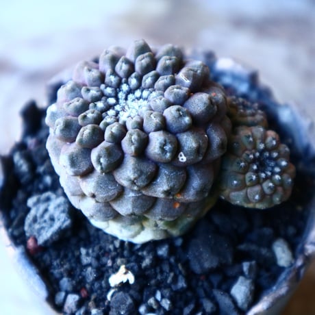 コピアポア  バルクイテンシス  Copiapoa  hypogaea var. barquitensis    no.30113