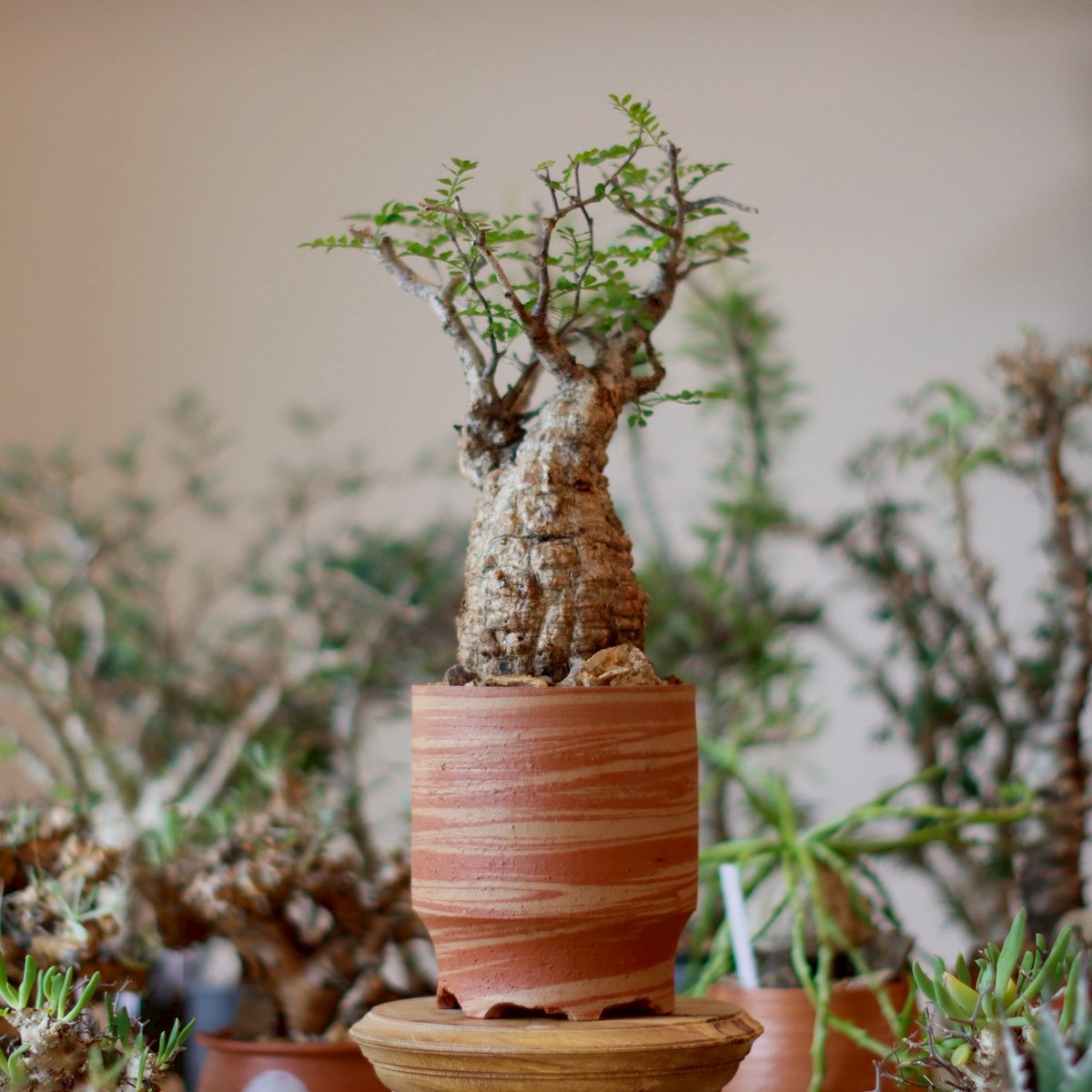 パキプス亀 パキプス亀