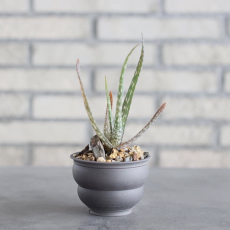 Aloe volkensii × takero pot (3号)  no.621/41