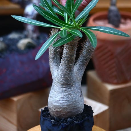 パキポディウム  イノピナツム／Pachypodium Inopinatum   no.101045