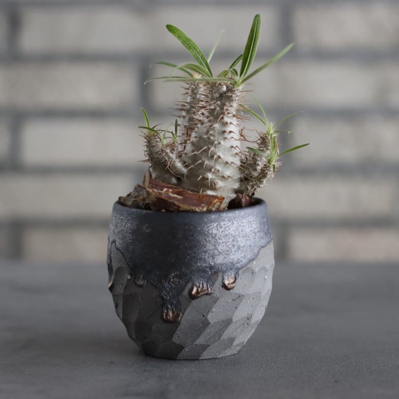 Pachypodium gracilius × N/OH (2.5号) no.607/21