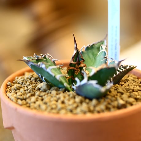 agave titanota caesar × YAMABACHI    no.123167