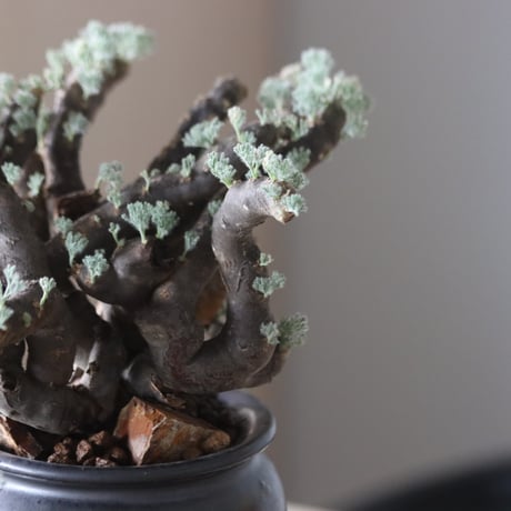 Monsonia multifida × N/OH  no.905-19