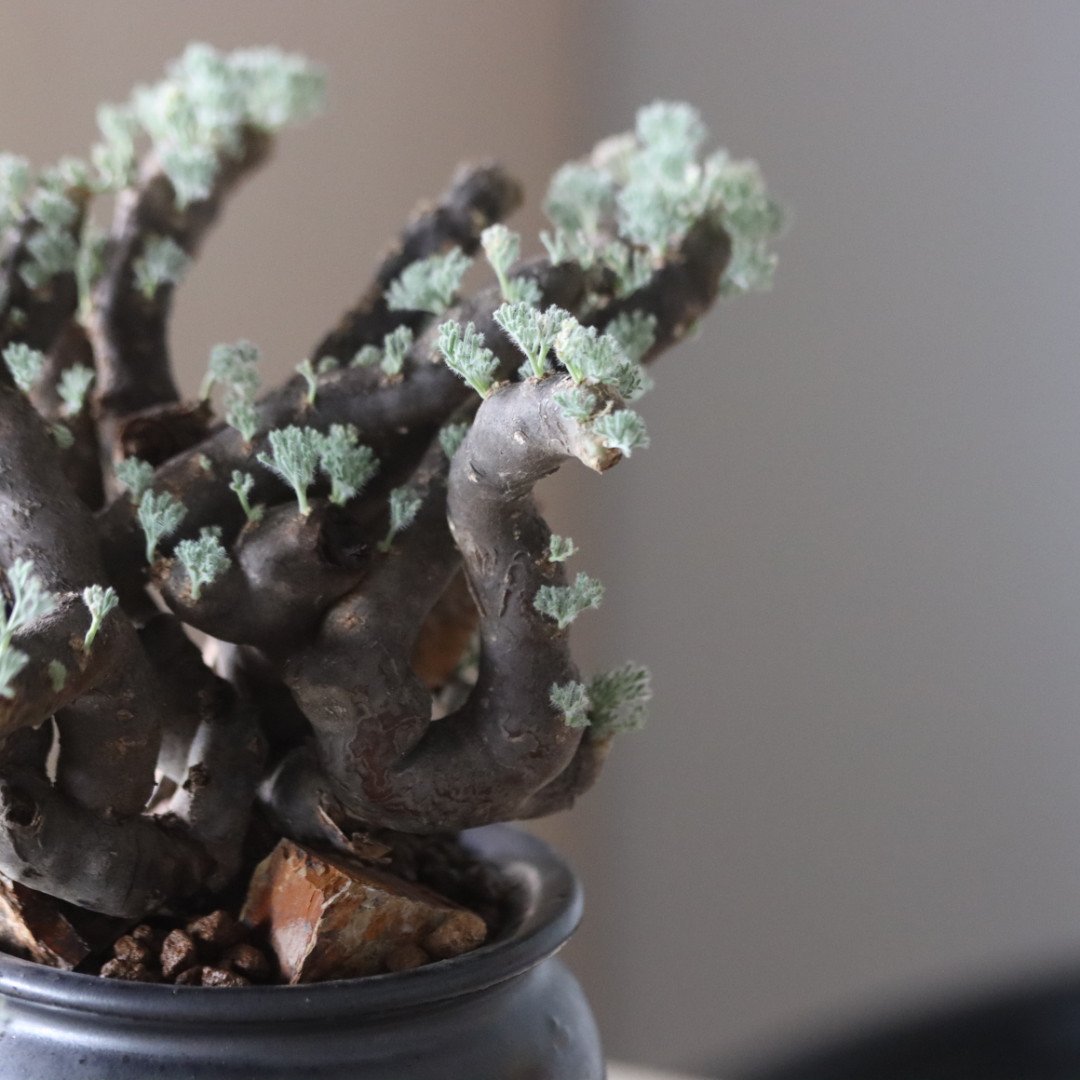 Monsonia multifida × N/OH no.905-19 | 芽の巣山