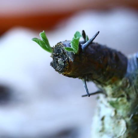 セサモタムナス ルガルディー  天狗のごますり  Sesamothamnus lugardii    no.70516
