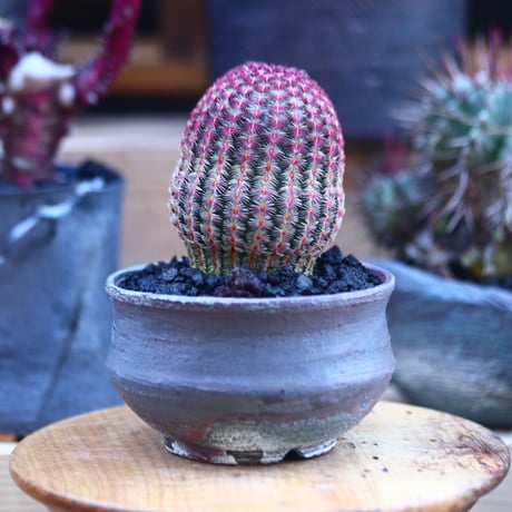 紫太陽　巨大な株 Yahoo!オークション -「紫太陽」の落札相場・落札価格