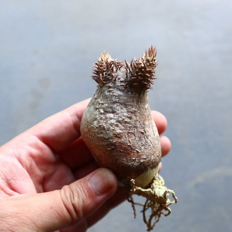 パキポディウム グラキリス 抜苗  Pachypodium rosulatum var. gracilius no.92908