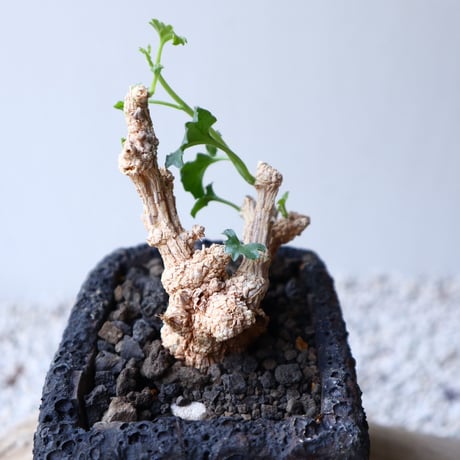 コラロカルプス    グロメルリフロルス  Corallocarpus glomeruliflorus   no.42130