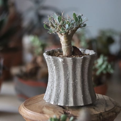 Othonna euphorbioides × soso   no.1115-34