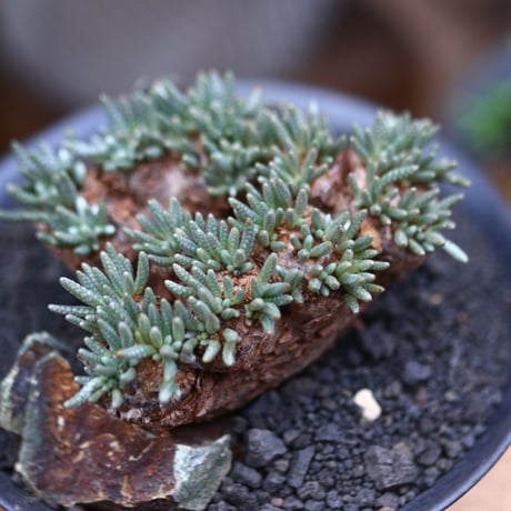 アボニア   クイナリア   アルストニー  赤花／Avonia quinaria ssp. alstonii    no.102403