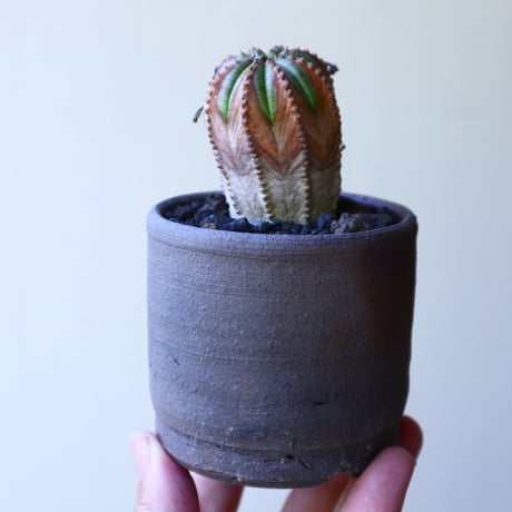 ユーフォルビア  バリダ  hyb   Euphorbia valida  hyb   no.60204