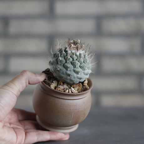 Strombocactus disciformis / 菊水 × takero pot (3号)  no.419/99