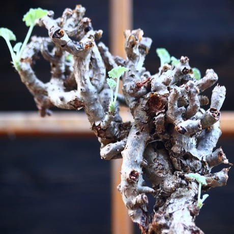 ぺラルゴ二ウム   エキナツム／Pelargonium  lechinatum   no.110714