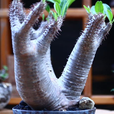 パキポディウム  マカイエンセ／Pachypodium Makayense       no.82206