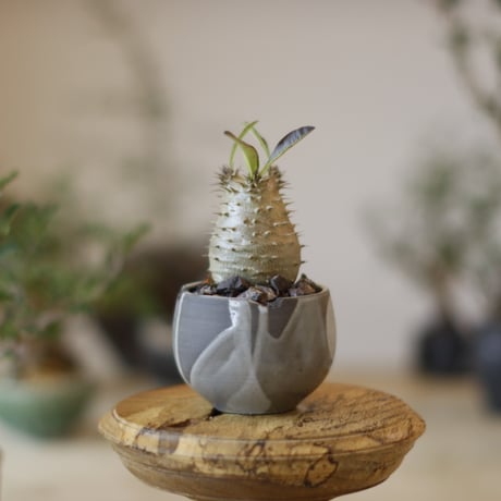 Pachypodium Makayense × N/OH (3号)  no.1123/42