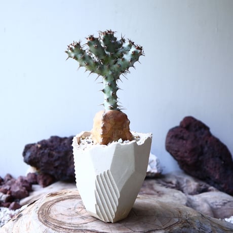 ユーフォルビア  ポンデローサ　 Euphorbia ponderosa　no.013