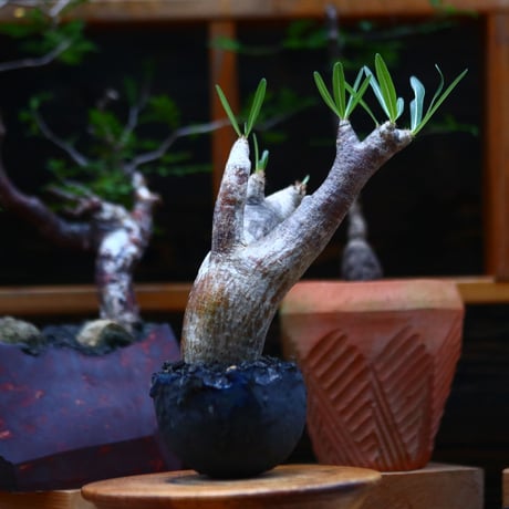 イノピナツム 20粒 inopinatum | STORES