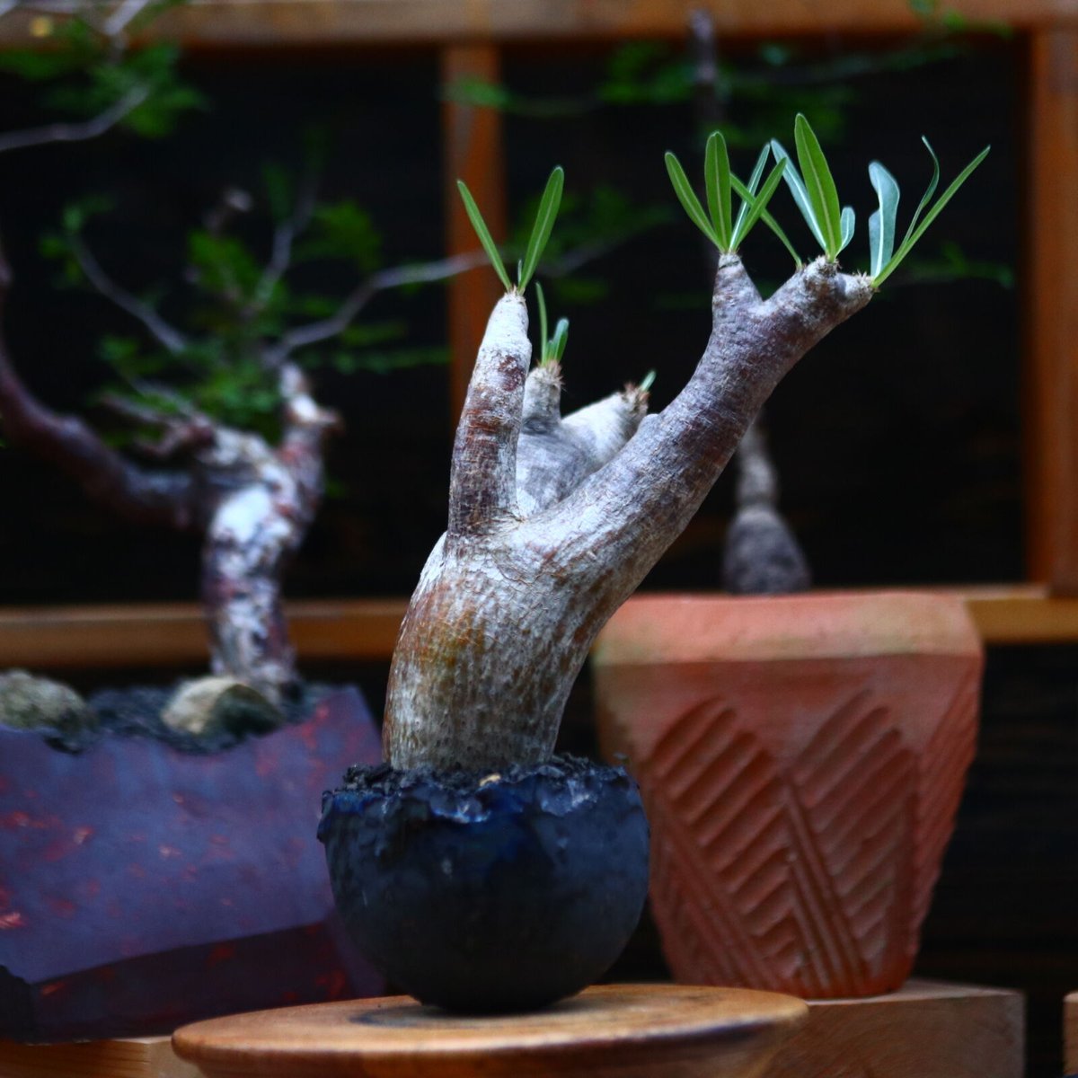 パキポディウム イノピナツム／Pachypodium Inopinatum no.101