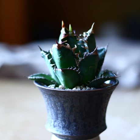 アガベ チタノタ レッドキャットウィールズ  Agave titanota"Red Catweezle”   no70506