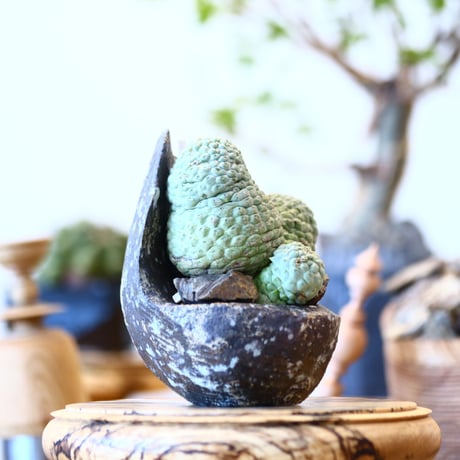 Larryleachia cactiformis × たけろうポット　no.91716