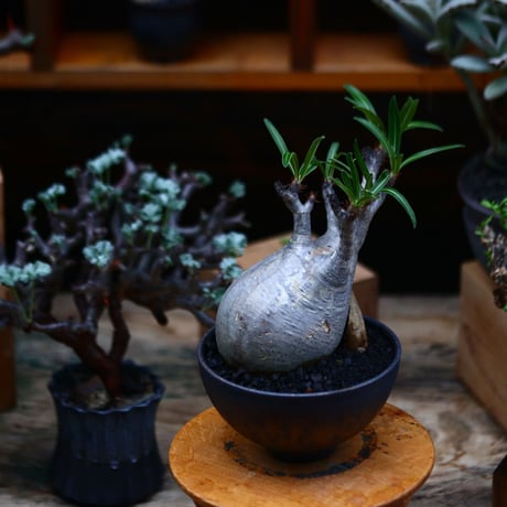 パキポディウム  グラキリス／Pachypodium  gracilius       no.91907