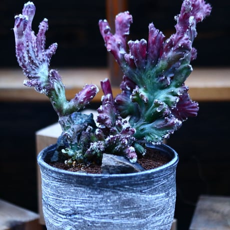 モンビレア 残雪の峰    Monvillea spegazzinii f. crist.      no.122685