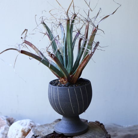 レウクテンベルギア  晃山    Leuchtenbergia principis  no.51921