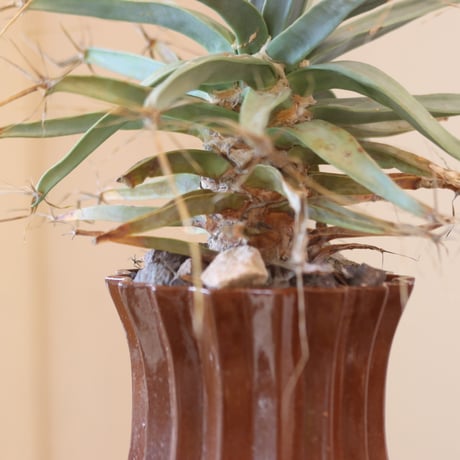 Leuchtenbergia principis × soso  no.126-13
