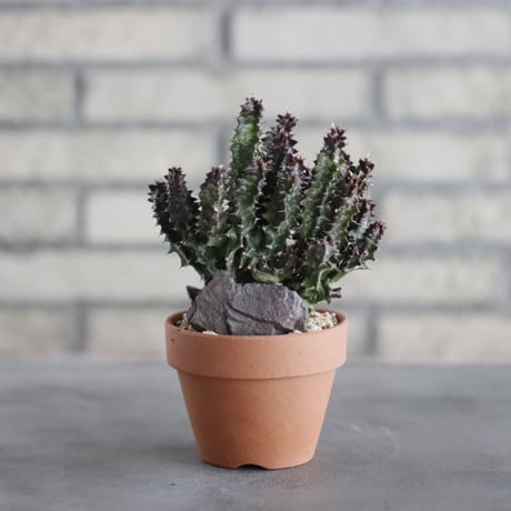 Euphorbia  candelabrum (カンデルベルム) / T.W. × YAMABACHI (3号) no.329/16