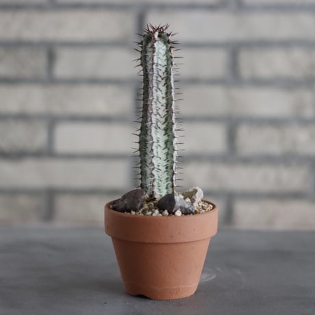 Euphorbia confinalis ssp. rhodesiaca (ローデシアカ白) / Zimbabwe / T.W. × YAMABACHI (3号) no.329/33