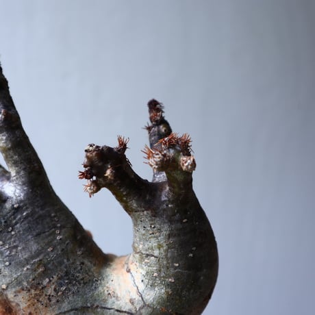 パキポディウム グラキリス 2頭 Pachypodium rosulatum var. gracilius no.70706