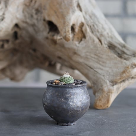 Strombocactus disciformis  × takero pot (2号)  no.629-28