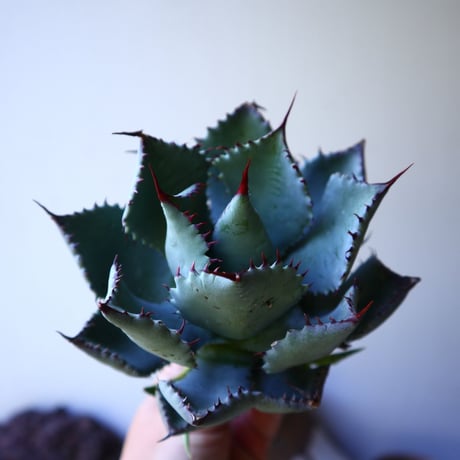 アガベ コンフェデレート ローズ   Agave hybrid “Confederate Rose”  no.42813