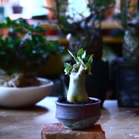 アデニウム アラビカム   Adenium  arabicum  no.81647