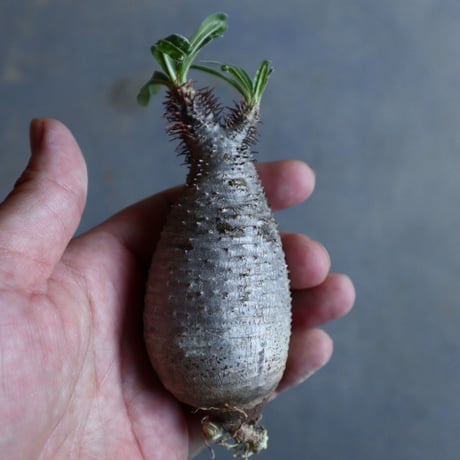 パキポディウム グラキリス   Pachypodium rosulatum var. gracilius no.110313