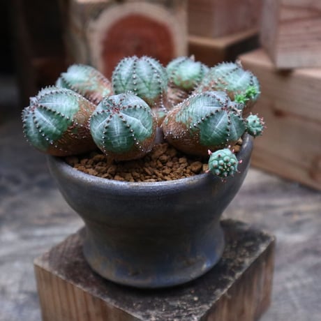 ユーフォルビア  オベサ hyb. ／Euphorbia obesa  hyb.    no.92515