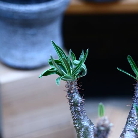 パキポディウム  グラキリス／Pachypodium  gracilius     no.100325