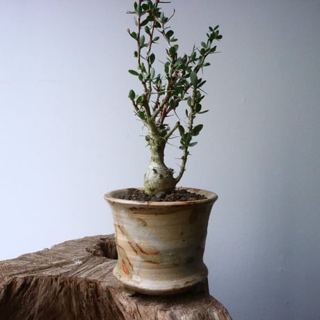フォークイエリア  コルムナリス  観峰玉 Fouquieria columnari   No.016