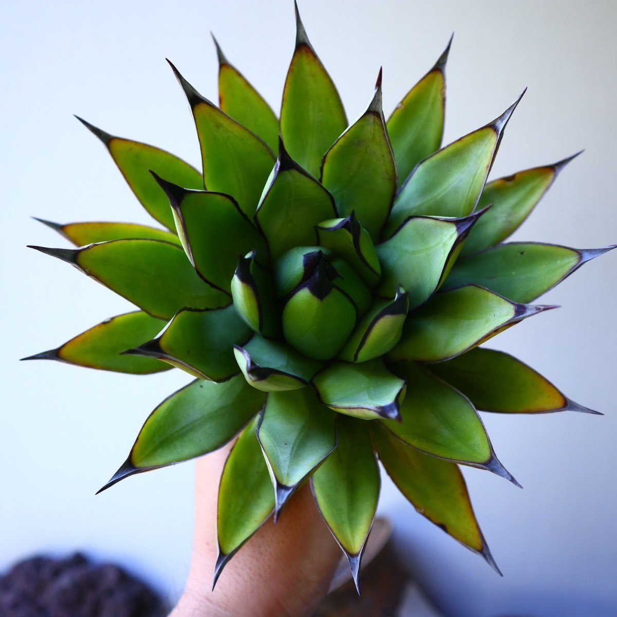 アガベ 観葉植物 ロイヤルスピン　ハイブリッド アガベ 観葉植物 ロイヤルスピン ハイブリッド 【公式通販】