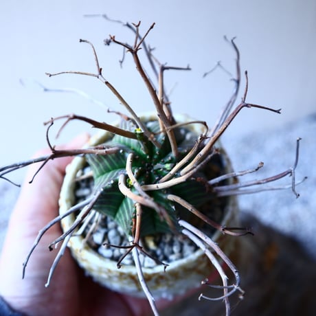 ユーフォルビア  バリダ    Euphorbia valida     no.11923