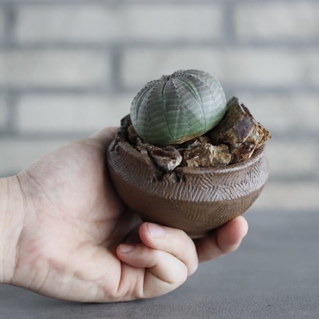Euphorbia obesa  × takero pot (3号)  no.607/10