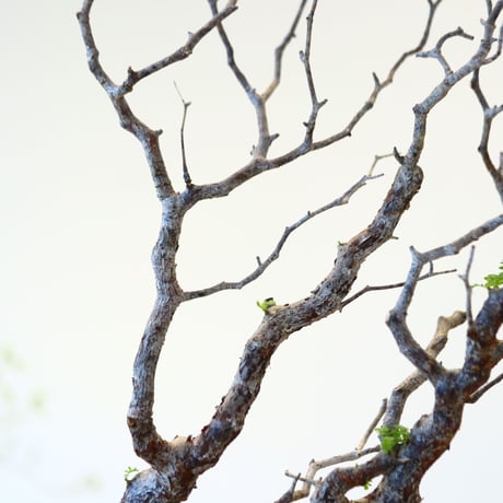 コミフォラ モンストローサ / Commiphora monstrosa   no.62506