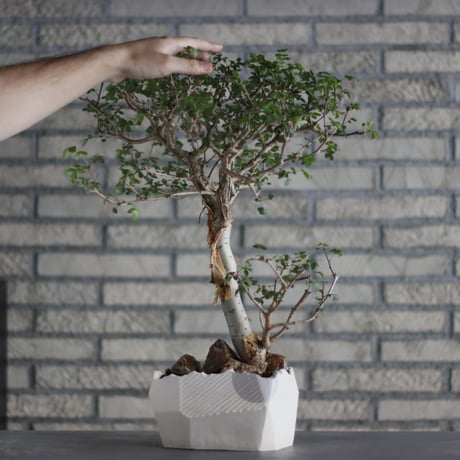 Bursera fagaroides × N/OH (5.5号)  no.713-21