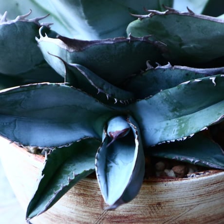 アガベ   ホワイトアイスブルー   Agave  titanota white ice blue   no.131521