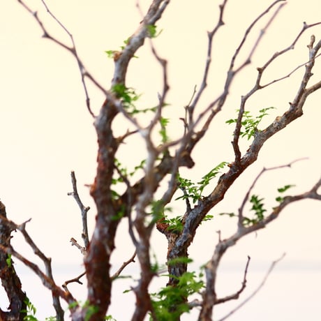 コミフォラ モンストローサ / Commiphora monstrosa   no.41621