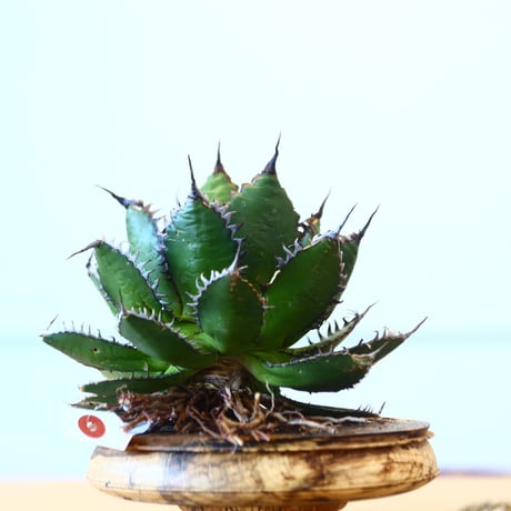Agave horrida / Style of Chika   no.1015/54